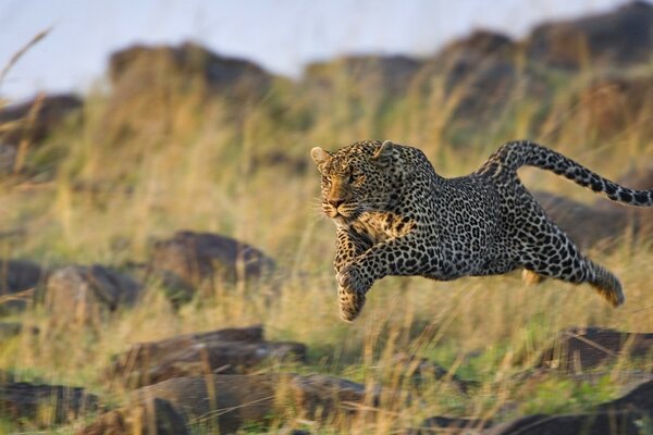 Gepard in freier Wildbahn