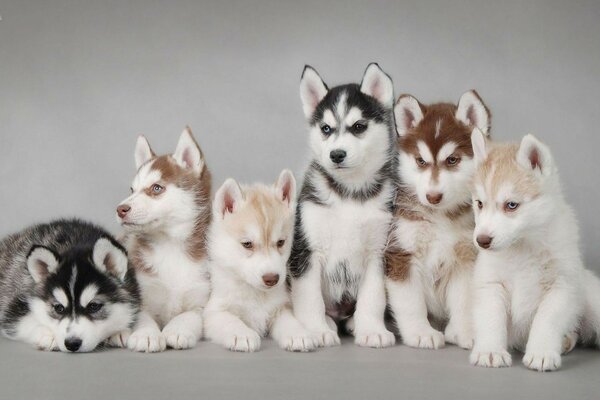 Piccoli bellissimi cuccioli husky