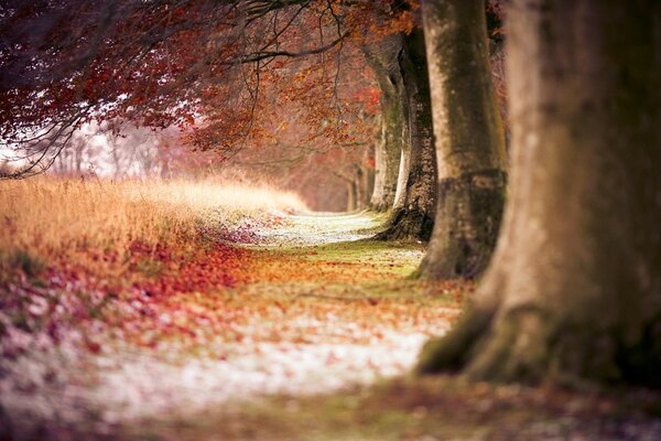 Alberi in piedi in autunno