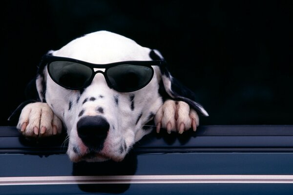 Business portrait of a dog with glasses