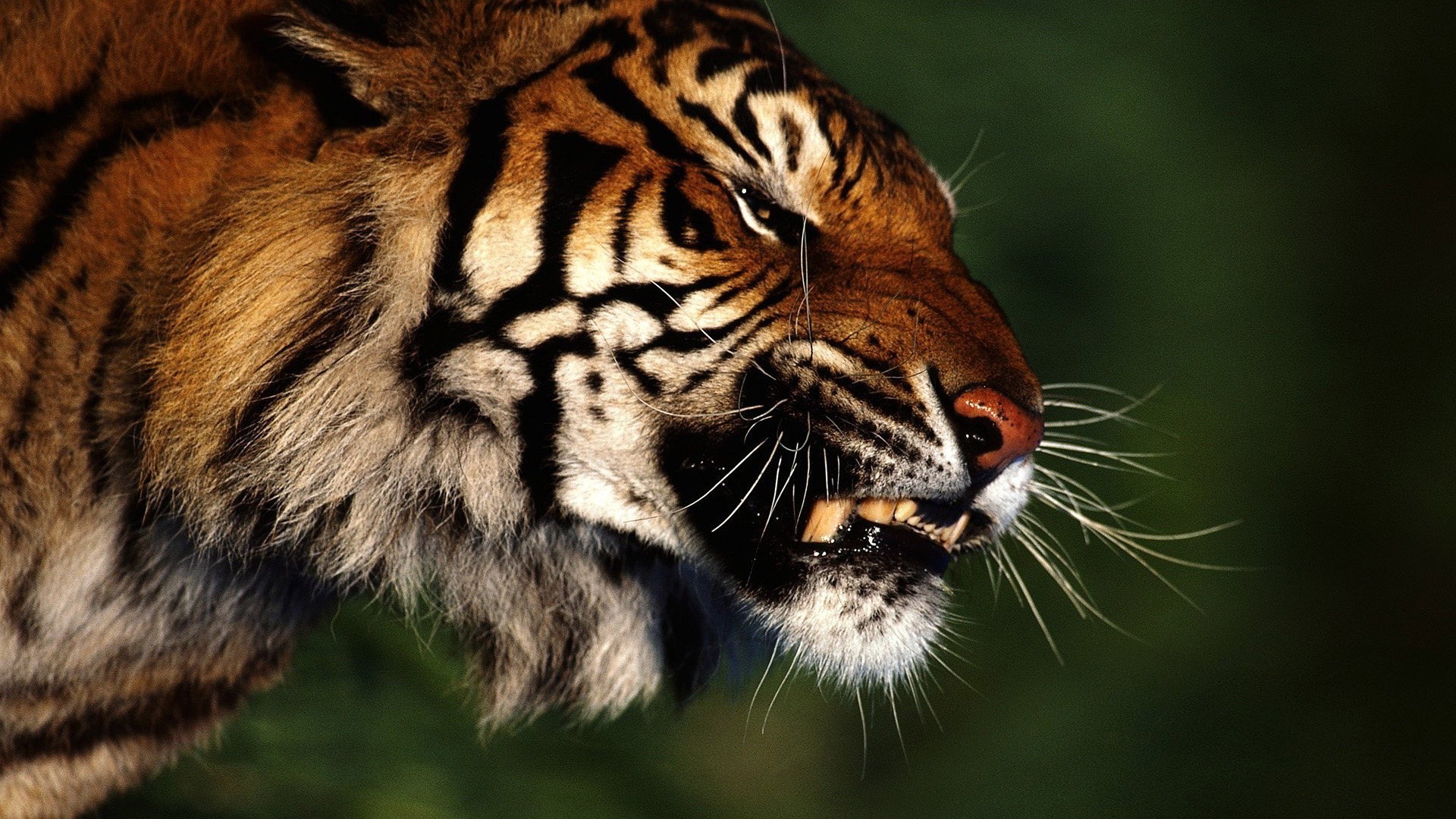 tiger tierwelt katze tiger raubtier tier säugetier jäger zoo wild dschungel porträt fleischesser aggression gefahr groß streifen suchen fell auge natur