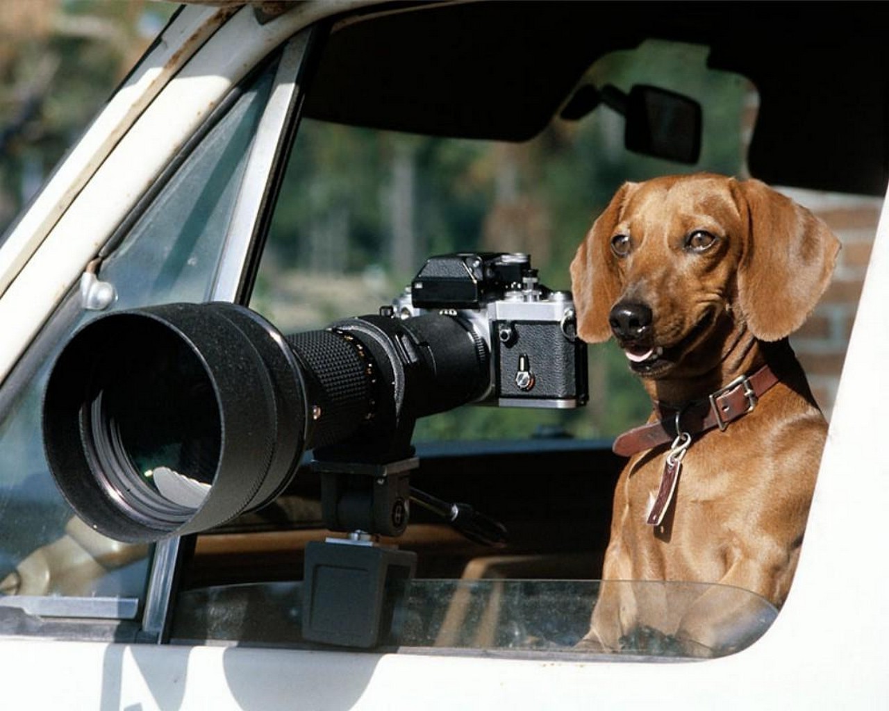 perros perro lente visor perro mascota equipo retrato coche mamífero solo tecnología sentado zoom al aire libre minifalda cachorro película interior