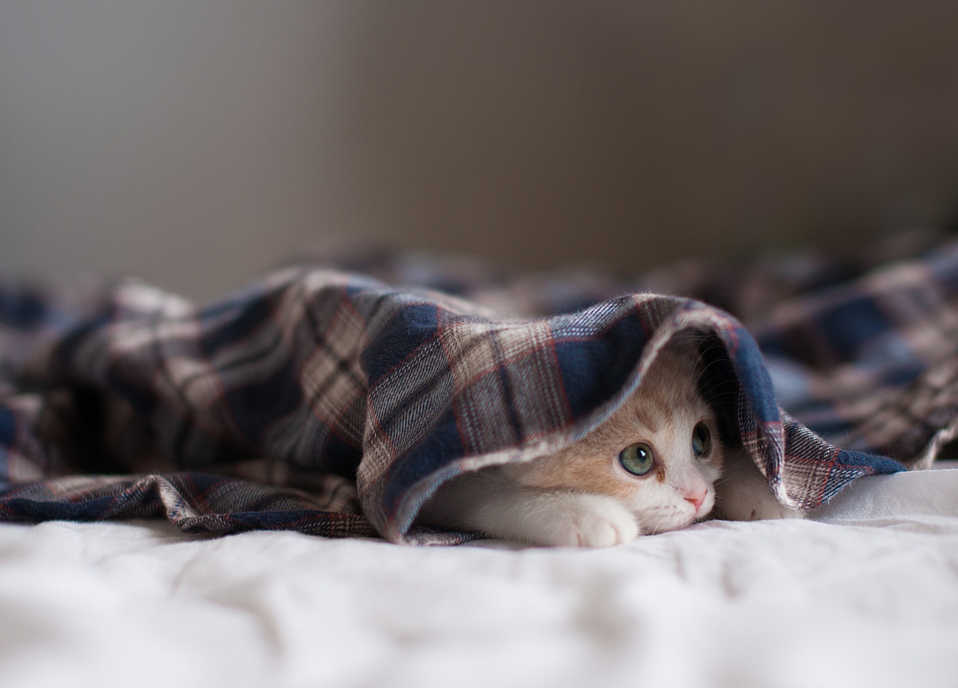 gatti sonno ritratto animale letto carino famiglia natura piccolo