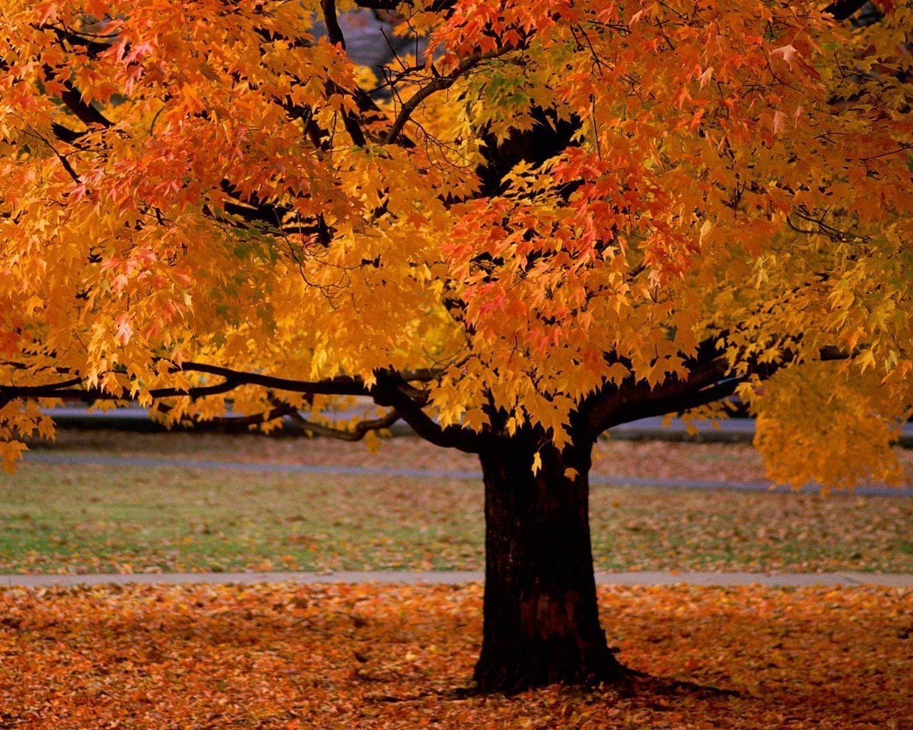 herbst herbst holz blatt ahorn landschaft saison natur park holz landschaftlich im freien ändern farbe landschaft gold hell