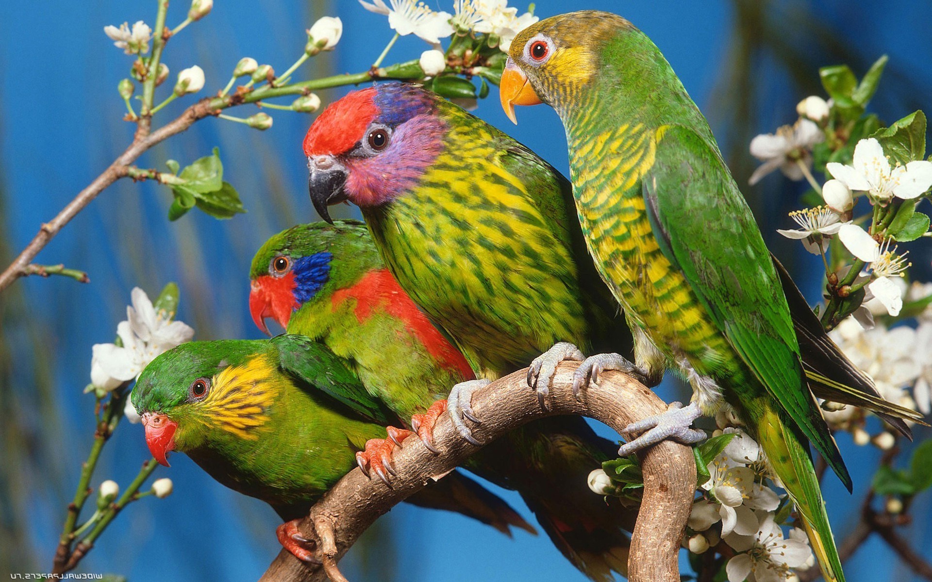 animali pappagallo uccello della fauna selvatica natura pappagallo ala animale tropicale esotico selvaggio piuma becco di colore avian all aperto ara