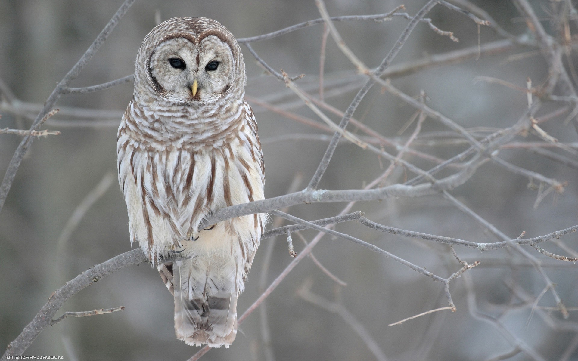 animals bird wildlife nature animal owl close-up winter wild outdoors tree