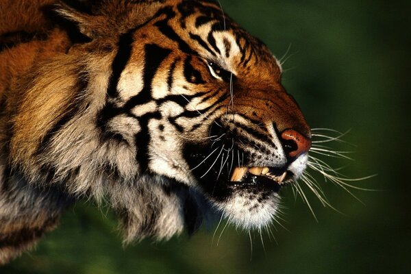 Raubtier-Grinsen eines Tigers in der Natur