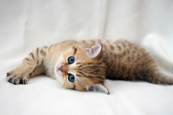 Lindo gatito con ojos azules