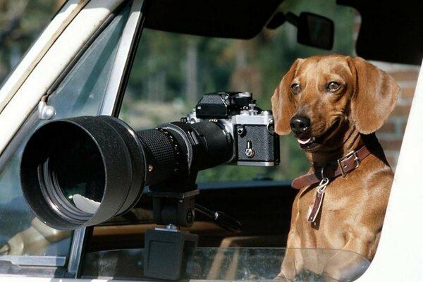 Собака, яка претендує на звання кращого фотографа