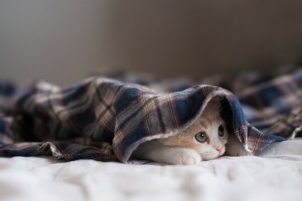 Little kitty is lying under the blanket