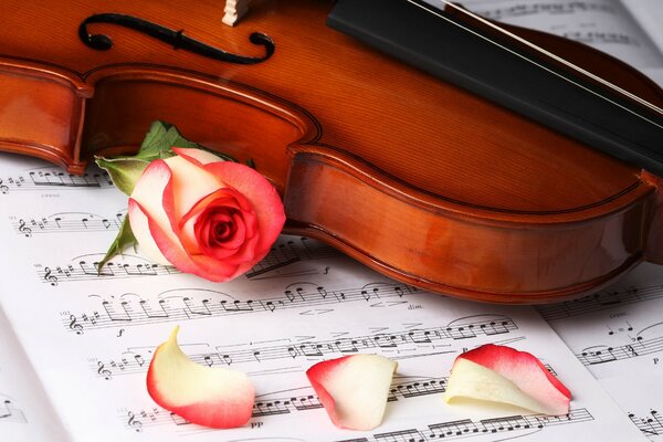 Violon sur notes et rose rouge