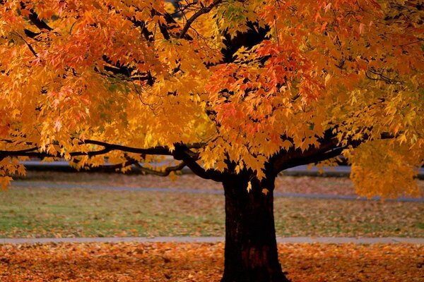 Maple yellow leaves on a tree