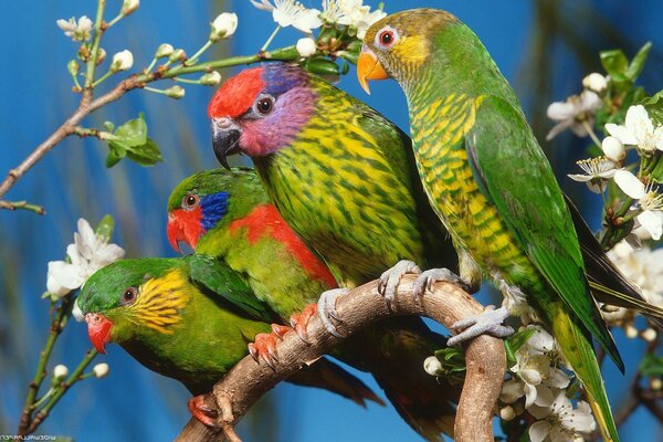 Green birds are sitting on branches