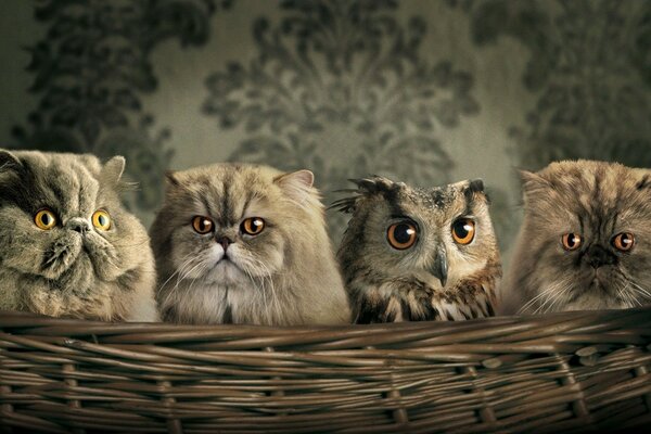 Three cats and an owl in a nest