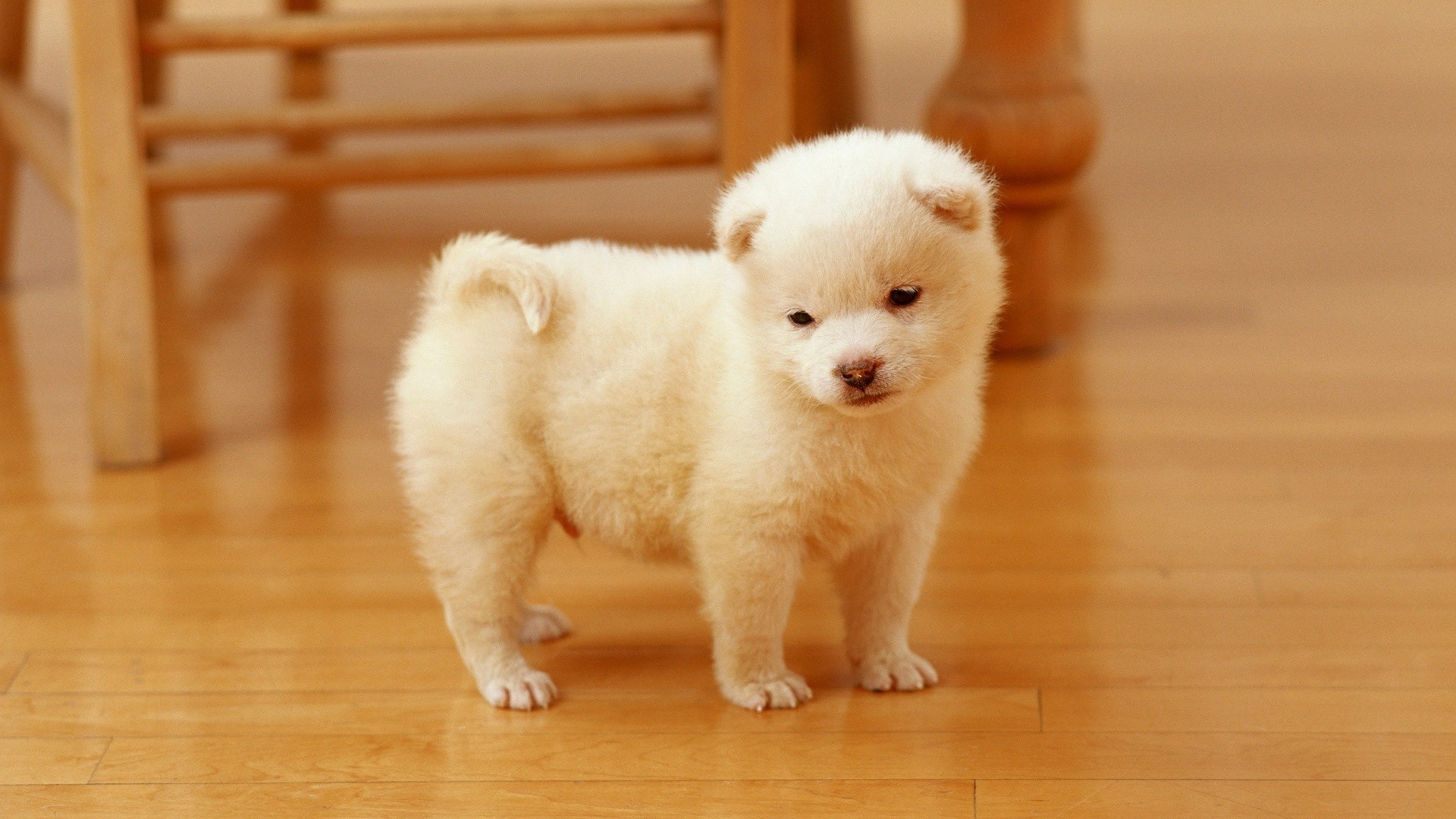 perros lindo perro mamífero bebé cachorro retrato pequeño mascota sentarse perro