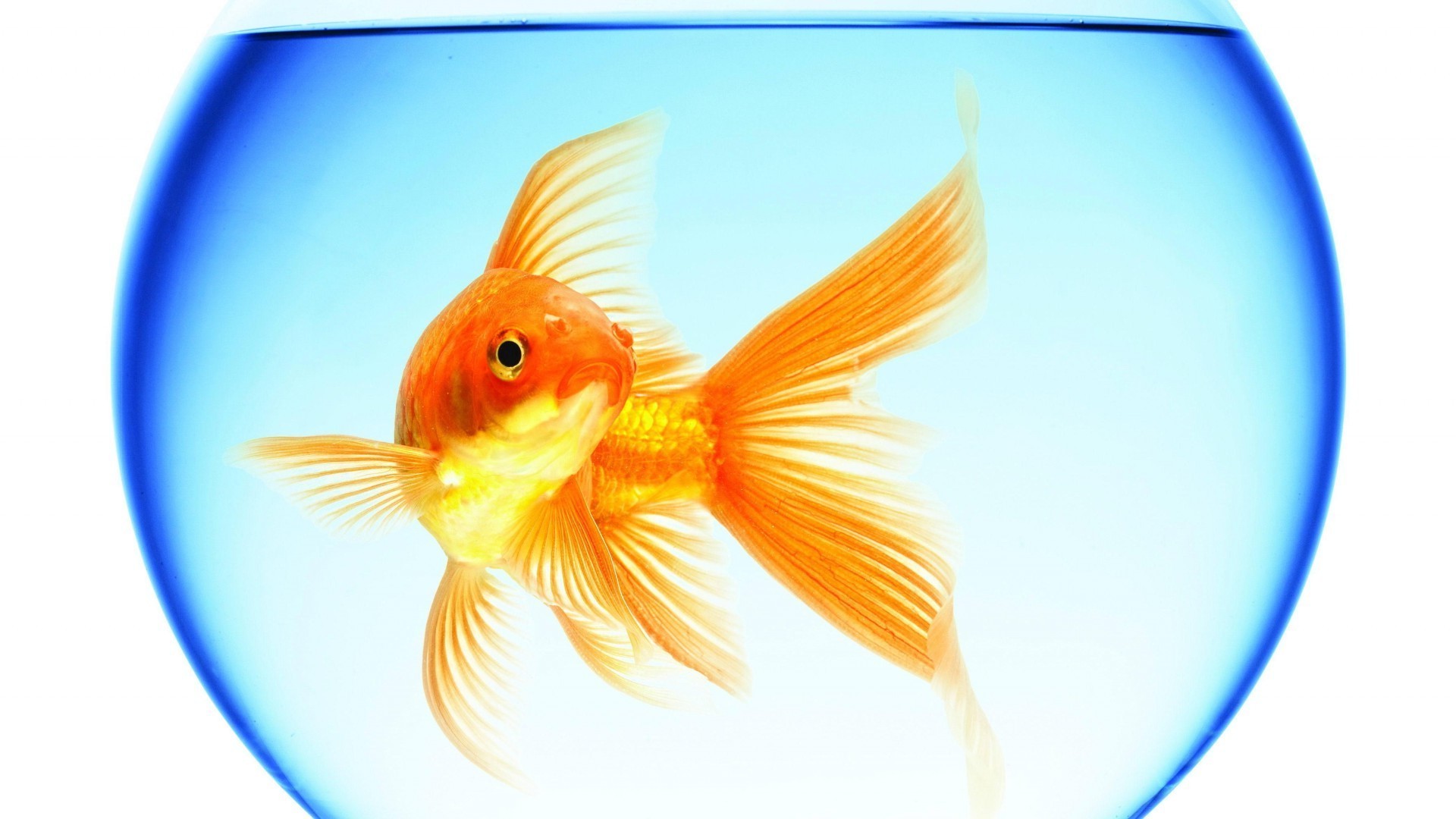 animals goldfish aquarium fishbowl underwater fish nature swimming desktop motion pet tank water fin carp freshwater