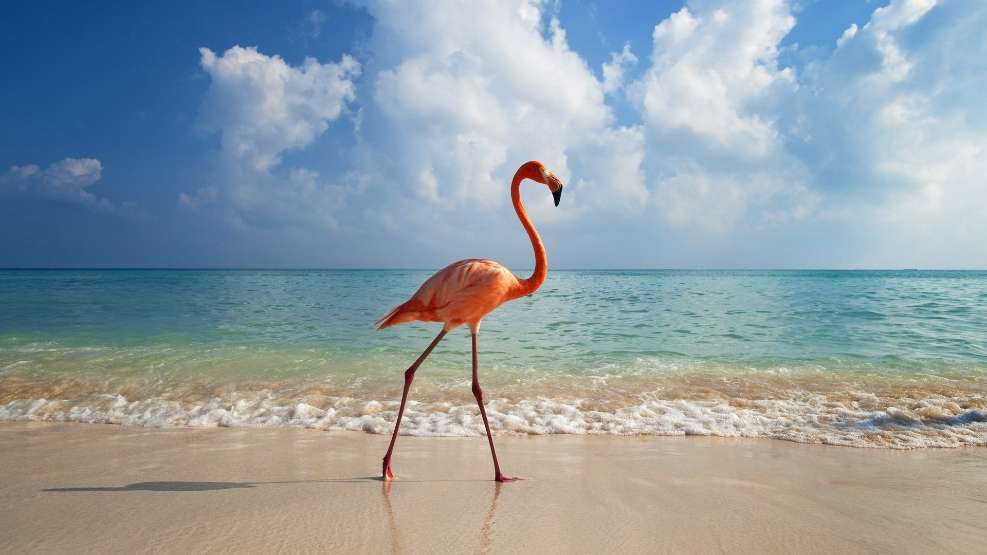 tiere strand sand wasser meer ozean meer tropisch sommer reisen natur insel urlaub himmel ufer welle landschaft idylle sonne exotisch