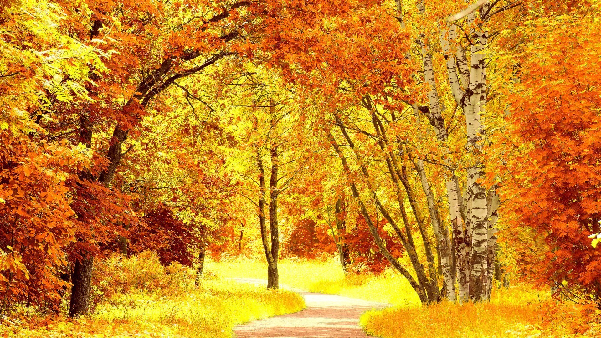 autumn fall leaf tree maple season landscape wood nature park scenic gold scenery road bright rural countryside branch scene fair weather guidance