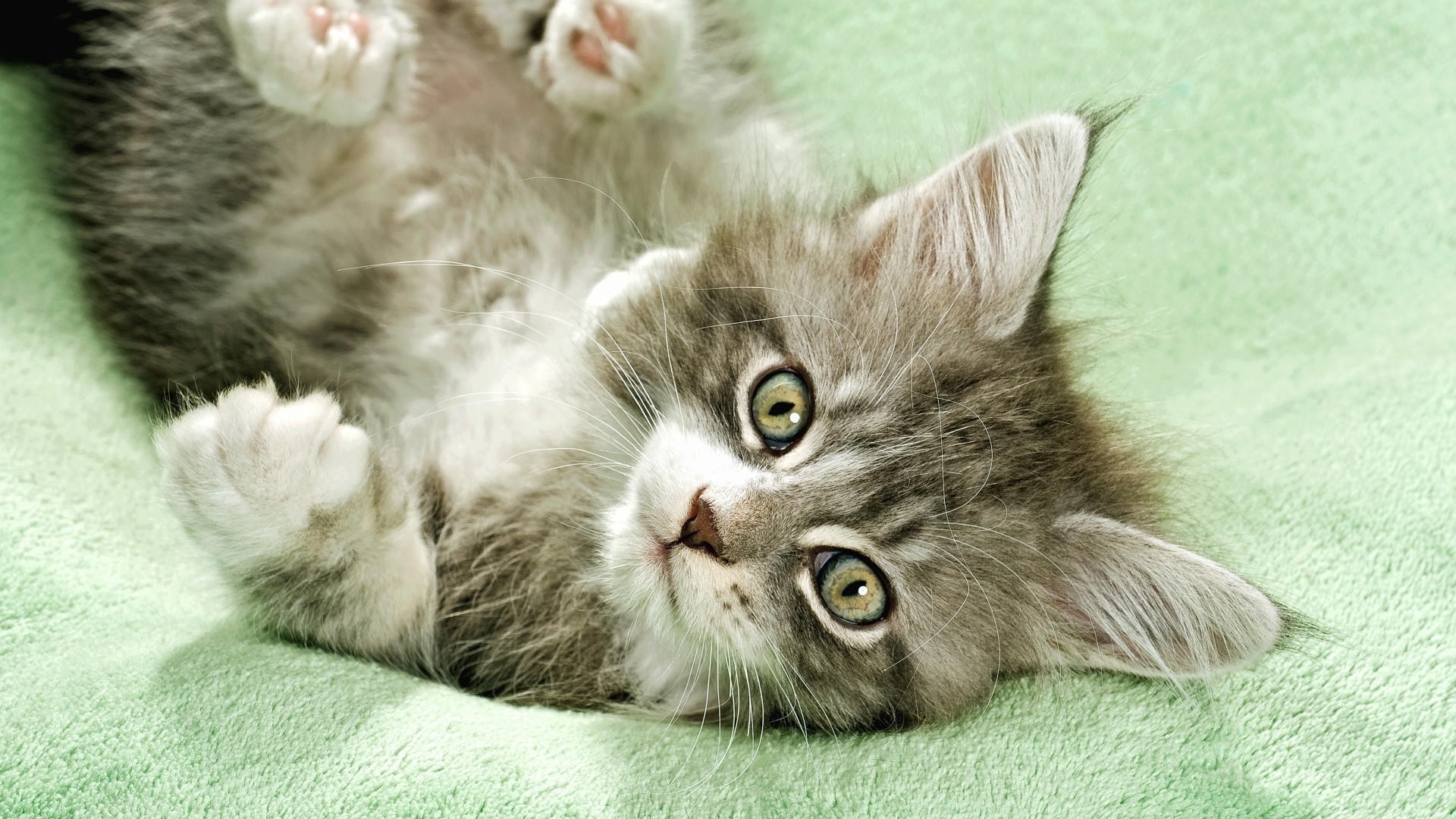 katze katze niedlich inländische tier fell kätzchen haustier flaumig wenig auge flauschig porträt junge säugetier sitzen schnurrbart liebenswert anzeigen haare kind