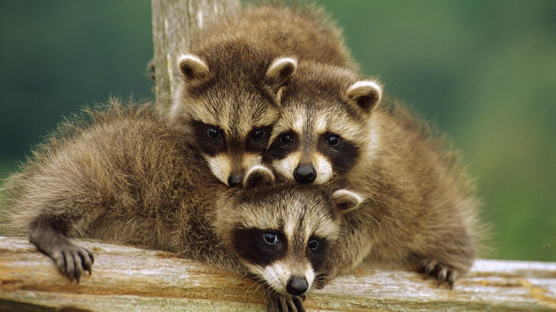 zwierzęta ssak przyroda zwierzę słodkie natura dziki mało zoo portret futro