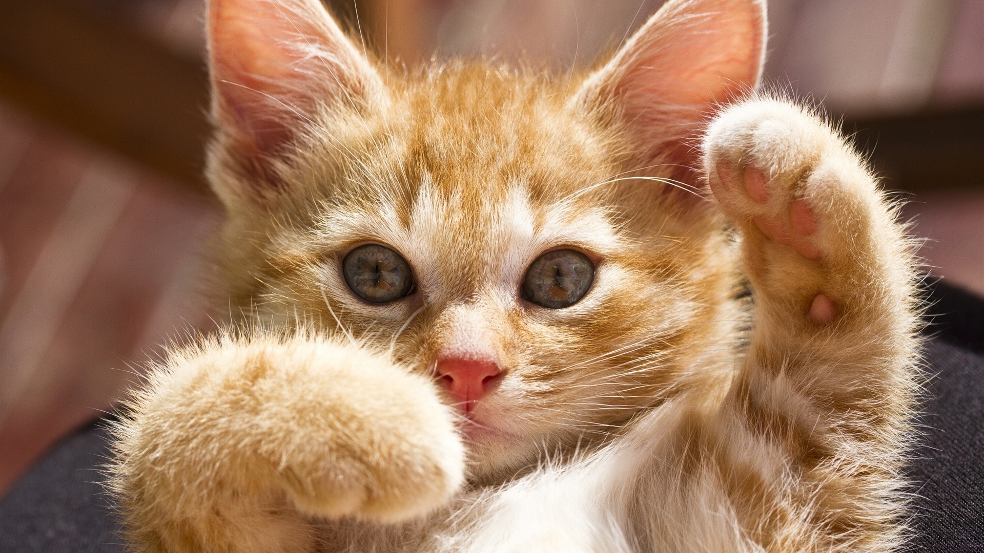 gatos lindo animal pelaje pequeño mamífero joven mascota pelusa doméstico bebé retrato gato divertido adorable ojo gatito ver cabello