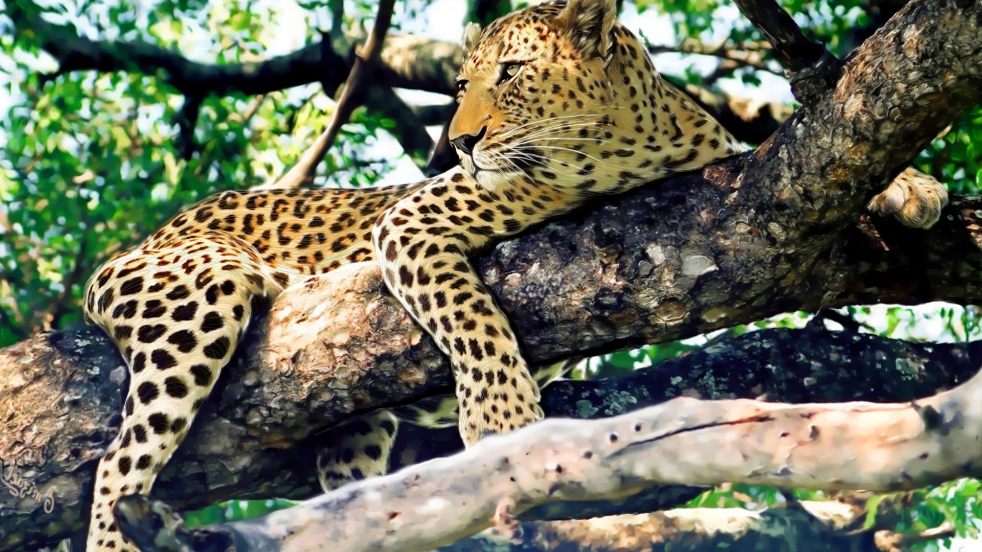 leopardos vida silvestre naturaleza gato leopardo mamífero salvaje animal depredador árbol al aire libre zoológico safari madera grande selva carnívoro