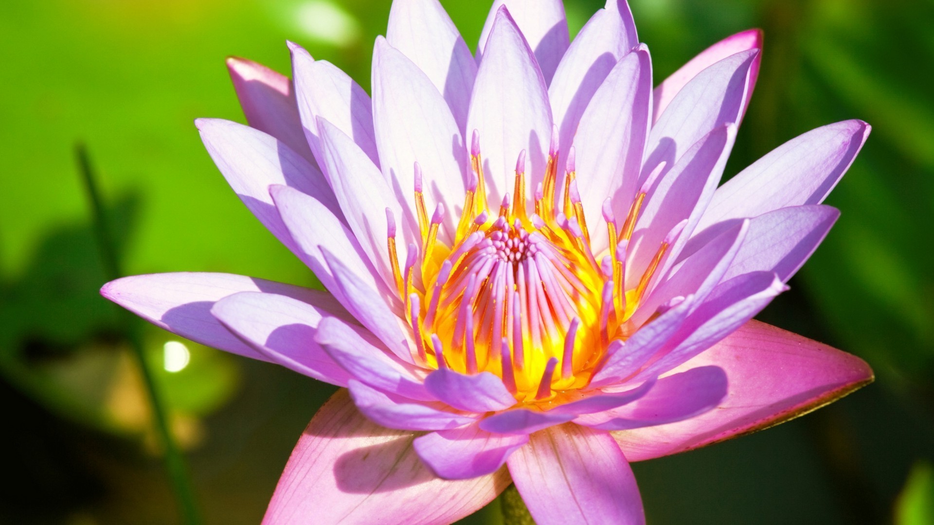 closeup lotus aquatic pool waterlily flower lily flora blooming leaf nelumbo tropical garden nature sacred exotic zen meditation swimming summer tranquility