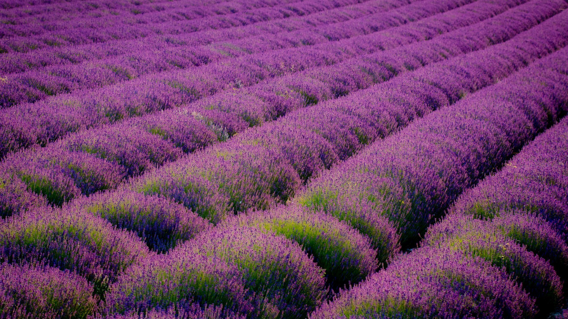 field of flowers lavender flower field nature abundance landscape agriculture violet farm perfume outdoors flora countryside rural color garden growth plantation