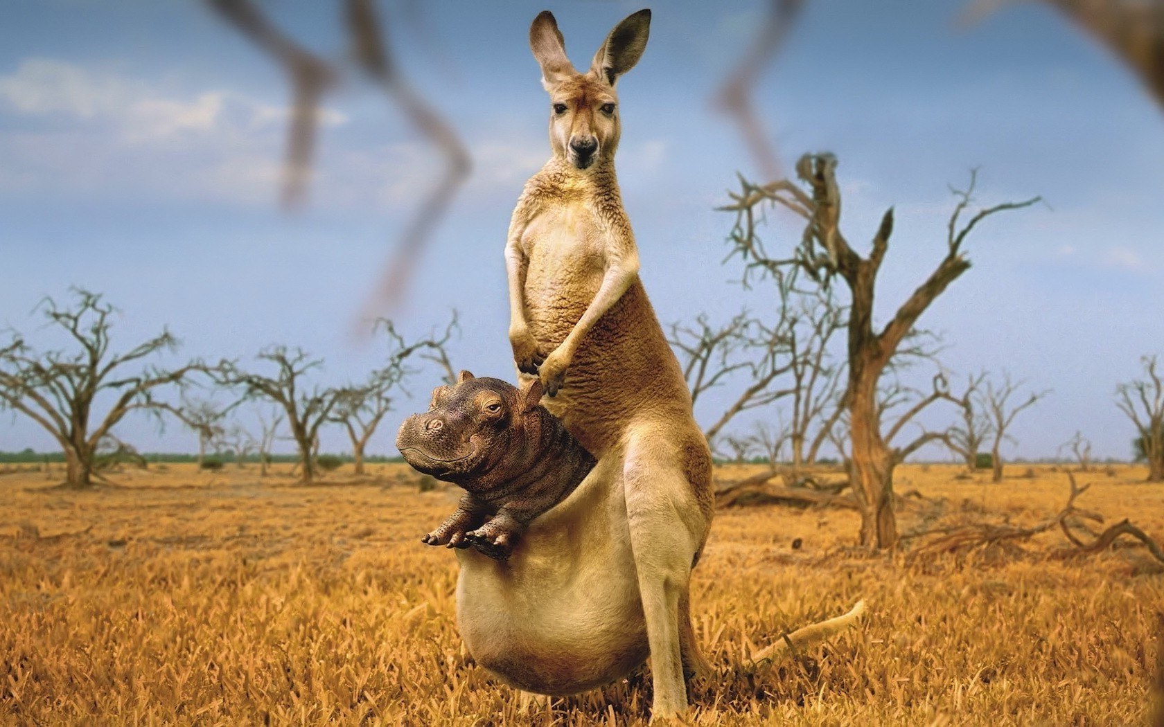 animais mamífero grama vida selvagem campo natureza animal ao ar livre selvagem