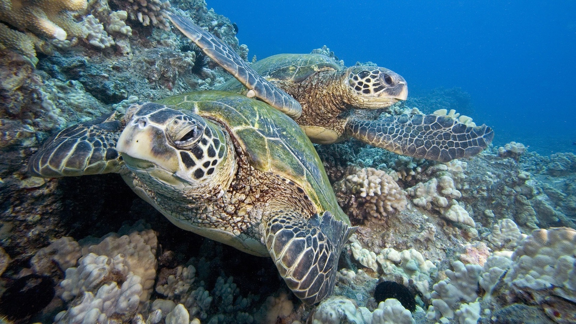 animals turtle underwater coral sea reef ocean marine nature reptile aquatic swimming scuba wildlife diving water fish animal tropical shell snorkeling