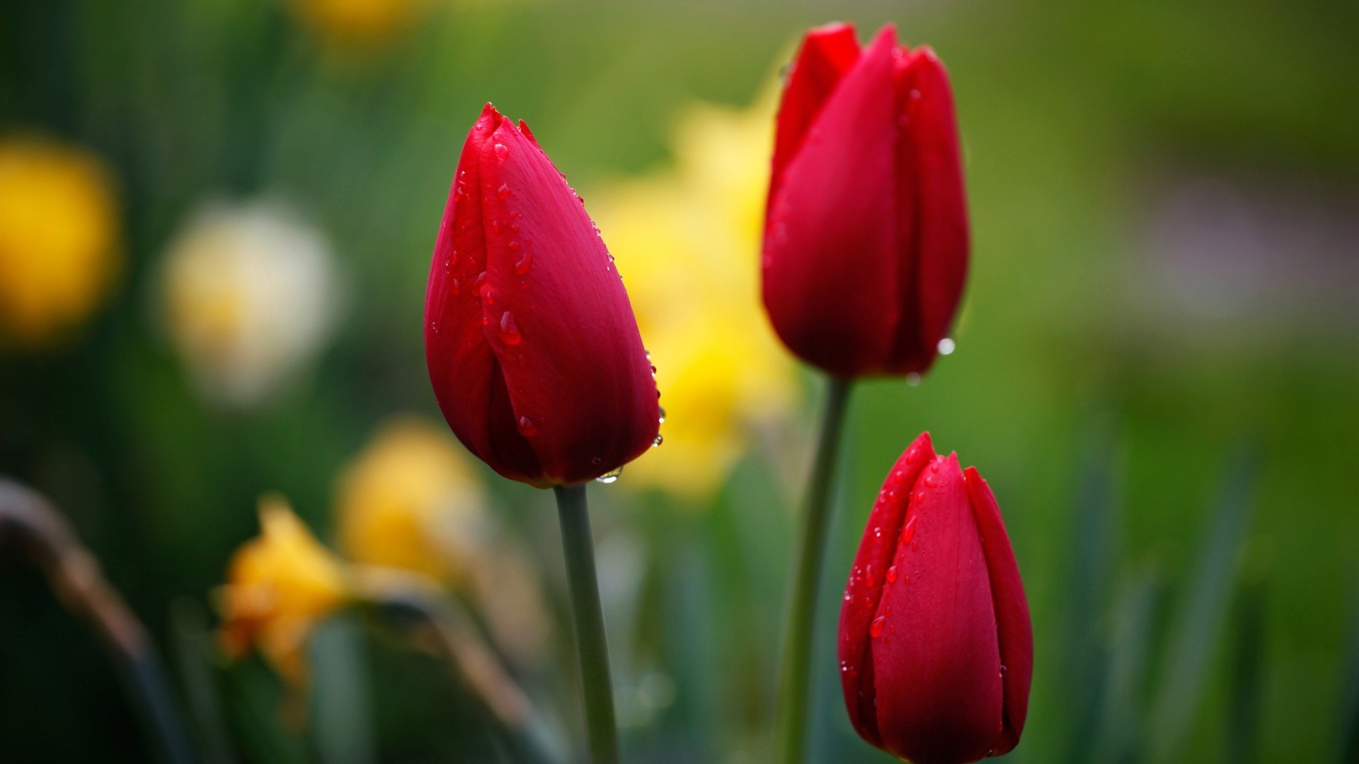 tulips tulip nature flower easter leaf garden flora bright outdoors growth summer love floral field flores color fair weather blur bouquet