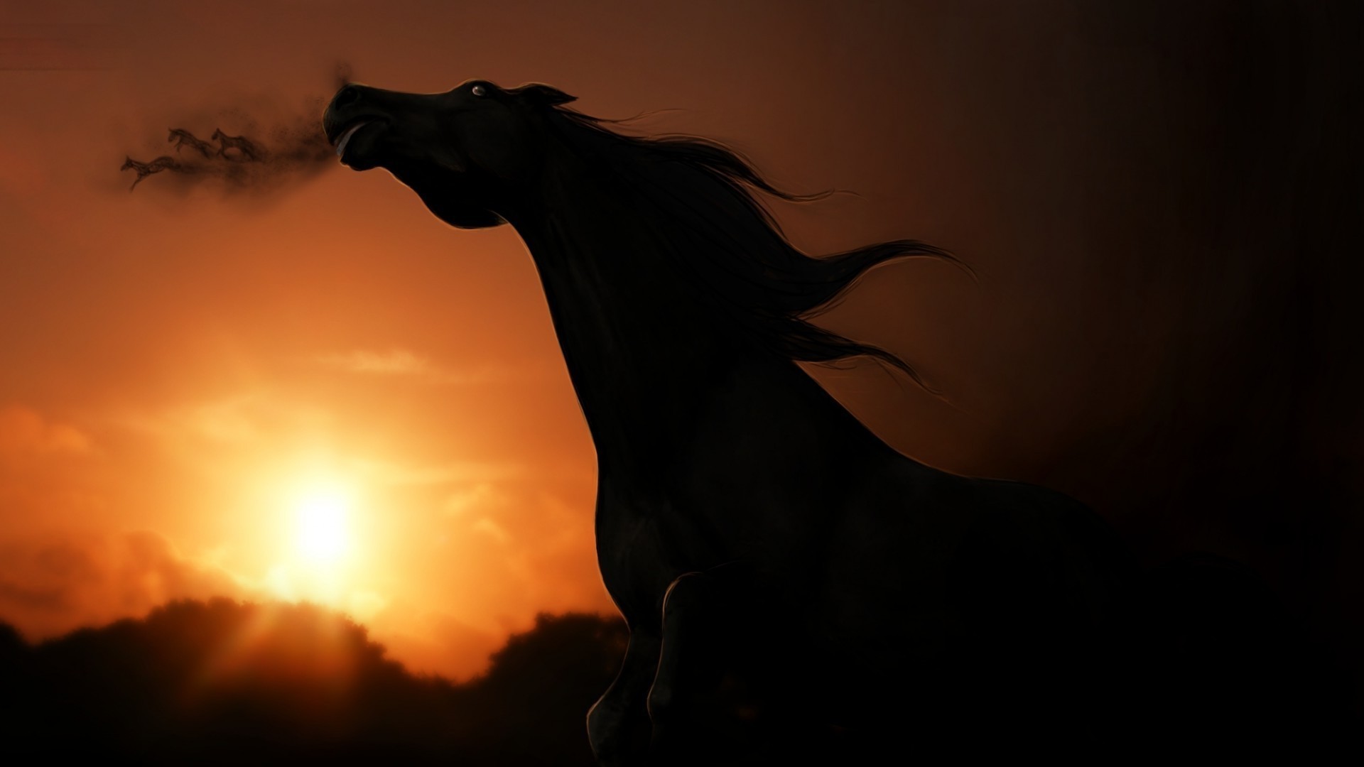 cavallo tramonto silhouette cavalleria illuminato mare sole sera alba cielo mammifero crepuscolo equestre uno stallone ritratto