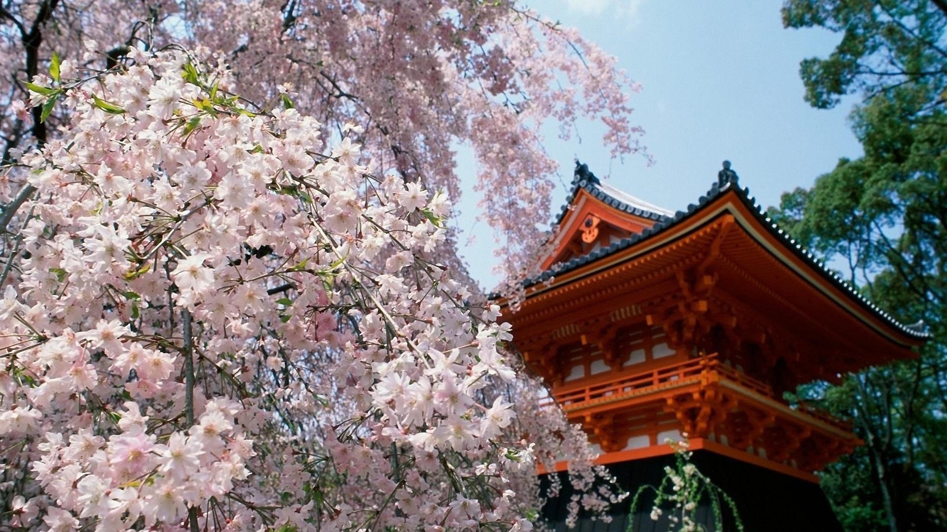 the flowers on the trees flower tree cherry flora garden outdoors branch season nature sky leaf park architecture color landscape travel