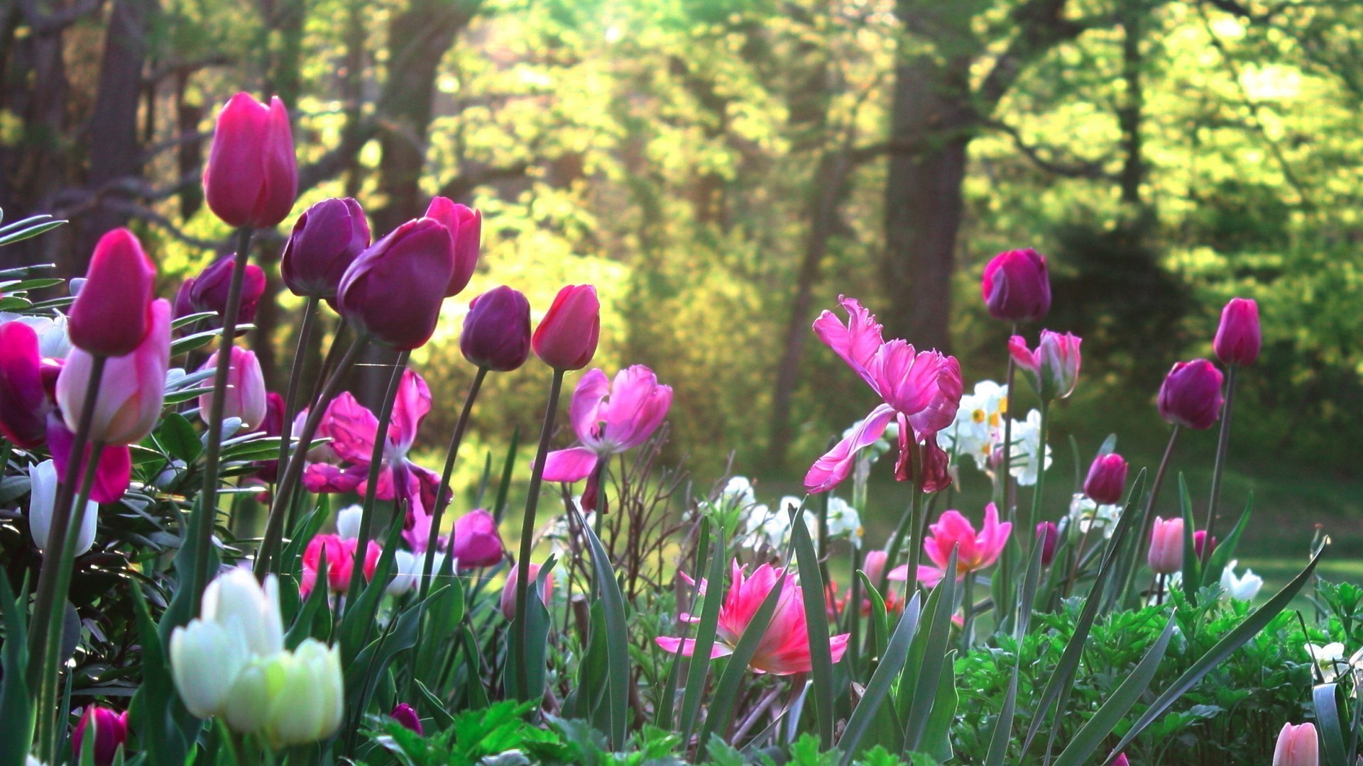 tulpen natur tulpe blume garten blatt flora sommer park farbe hell jahreszeit blumen blühen blütenblatt im freien ostern gutes wetter wachstum hell