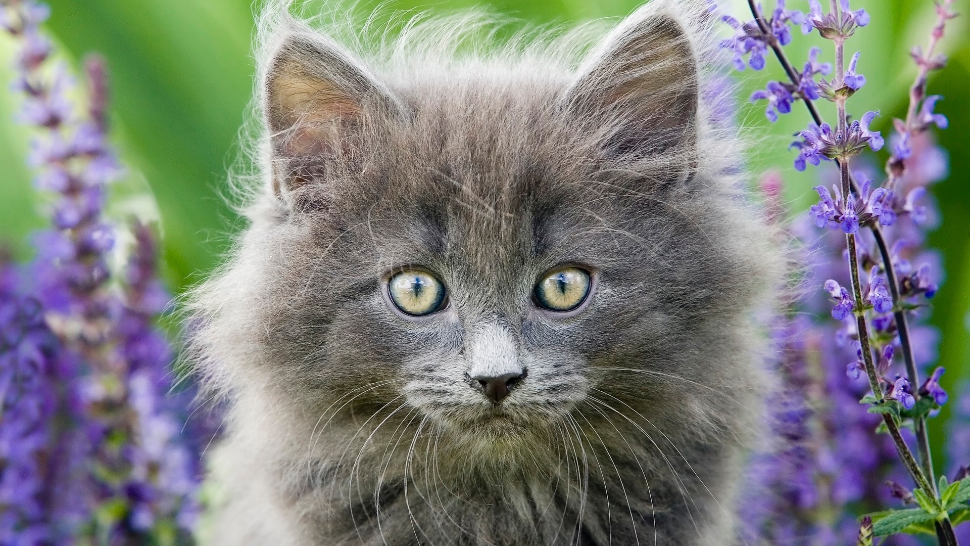 gatti natura gatto animale piccolo mammifero carino pelliccia fiore animale domestico