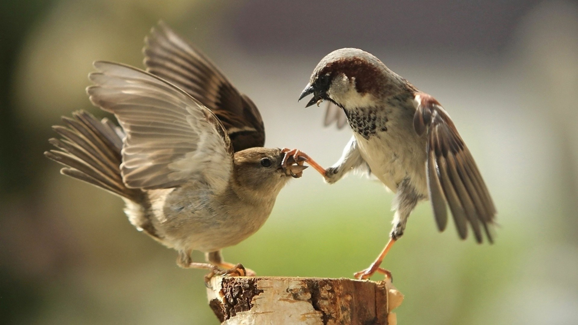 animais pássaro vida selvagem animal natureza avian bico ao ar livre selvagem asa pena pardal cantora voo voar observação de aves pequeno ornitologia um