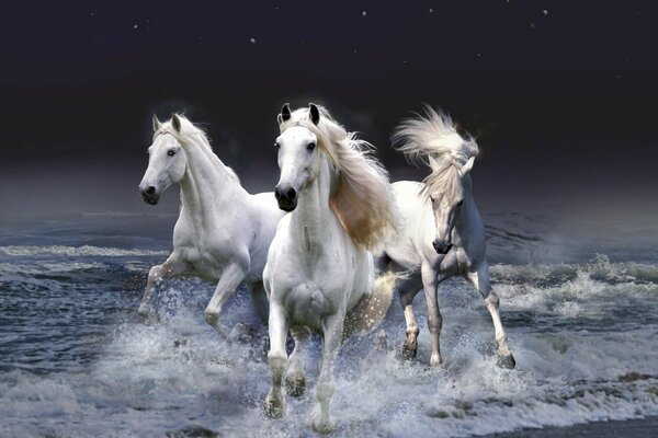 Trois chevaux blancs sur la mer et le ciel noir sur fond étoilé