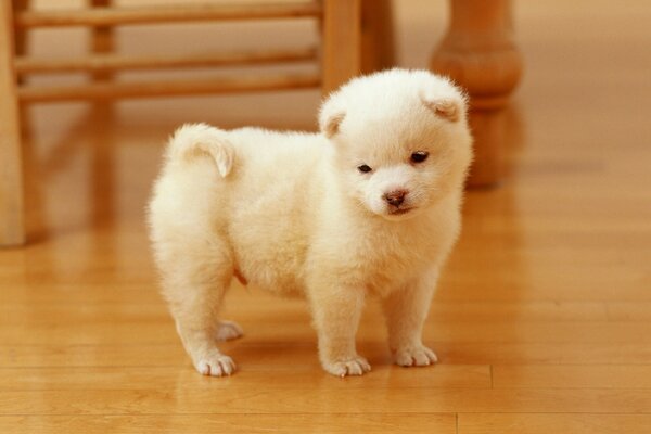 Chiot blanc mignon sur parquet