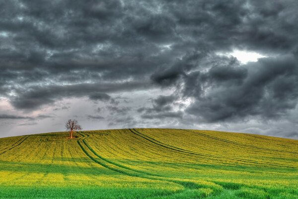 Un árbol solitario en un campo amarillo