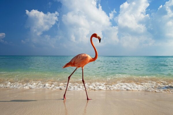 Beautiful flamingo bird on the coast