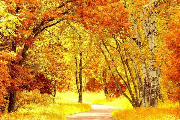 The road through the yellow autumn forest