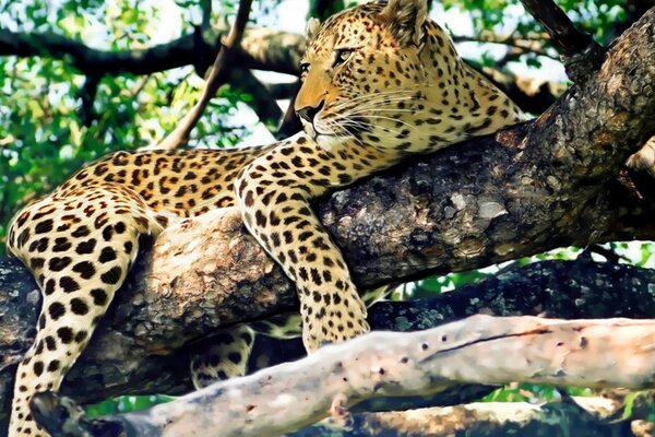 O leopardo descansa em uma árvore. Vida selvagem