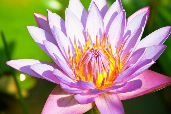 Lilac water lily on a green background