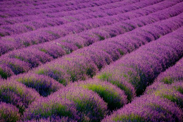 Schönes Feld von Lavendelblüten