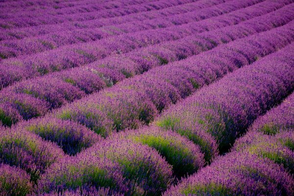 Beau champ de fleurs de lavande