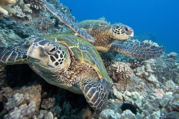 Underwater marine animals - turtles