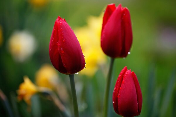 Tulipanes rojos con gotas después de la lluvia