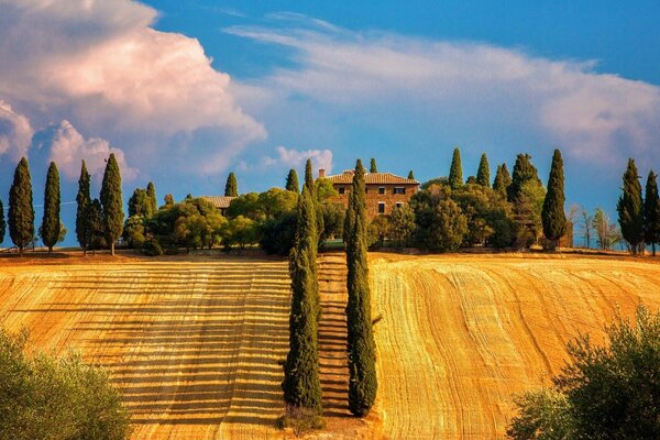 Campi autunnali con alberi verdi