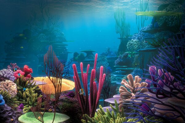 Coral reefs, a serene world