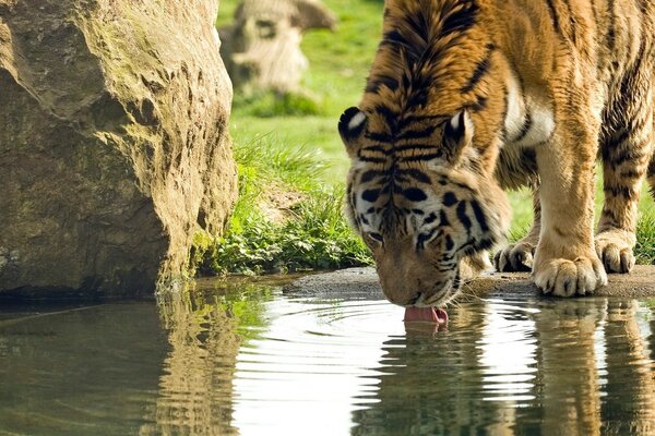 La tigre spruzza l acqua dal Lago